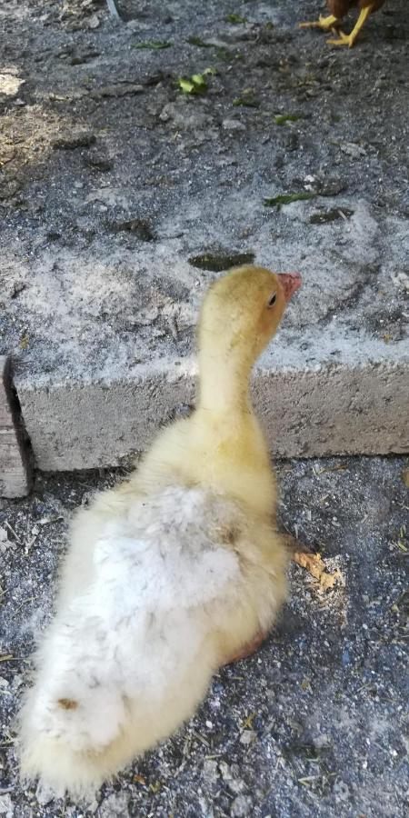La Gallina Nel Castello Citr Oo9002-Beb Oo11 Альбенга Экстерьер фото